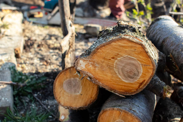 Best Tree Disease Treatment  in USA